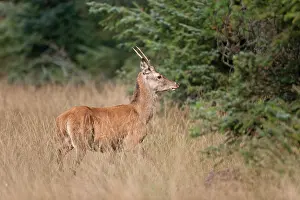Heating: Red Deer