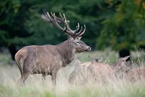Heating: Red Deer