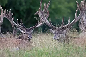 Danmark: Red Deer
