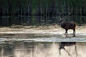 Artiodactyl: Red Deer
