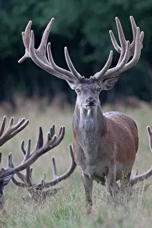 Danmark: Red Deer
