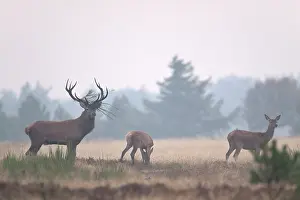 Danmark: Red Deer