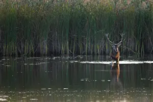 Artiodactyl: Red Deer