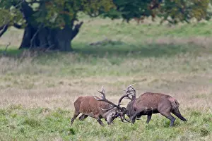 Danmark: Red Deer