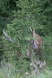 Rubbing: Red Deer