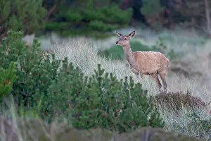 Heating: Red Deer