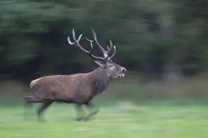 Danmark: Red Deer