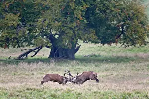 Danmark: Red Deer