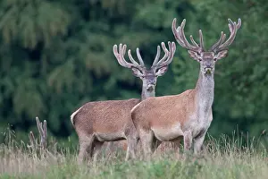 Danmark: Red Deer