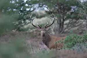 Heating: Red Deer