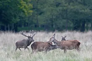 Heating: Red Deer