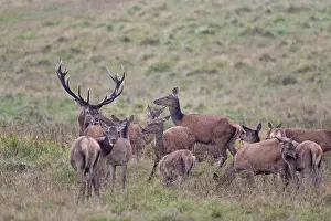 Heavy: Red Deer