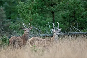 Heating: Red Deer