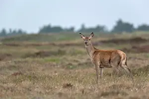 Heating: Red Deer