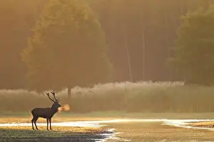 Nebula: Red Deer