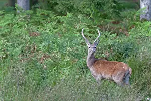 Artiodactyl: Red Deer