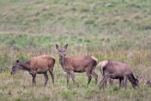 Danmark: Red Deer