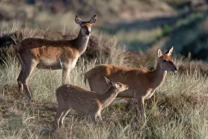 Heating: Red Deer