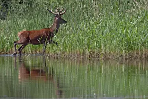 Artiodactyl: Red Deer
