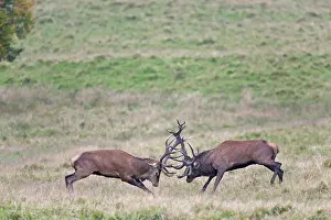 Danmark: Red Deer