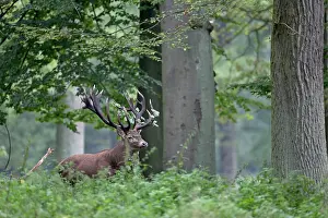 Heating: Red Deer