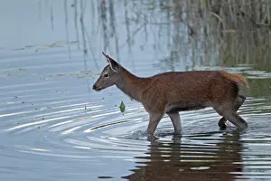 Artiodactyl: Red Deer