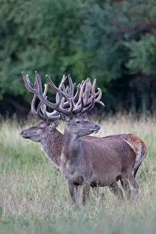 Danmark: Red Deer