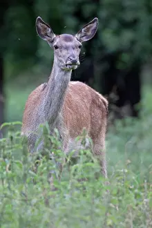 Danmark: Red Deer