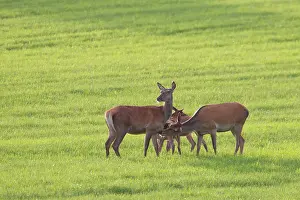 Loving: Red Deer