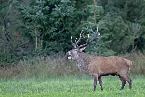 Danmark: Red Deer