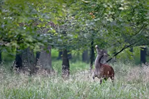 Danmark: Red Deer
