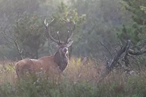 Heavy: Red Deer