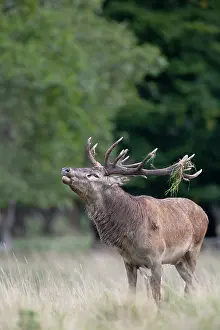 Hart: Red Deer