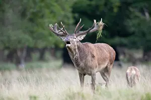 Hart: Red Deer