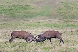 Dispute: Red Deer