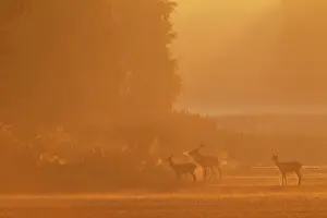 Nebula: Red Deer