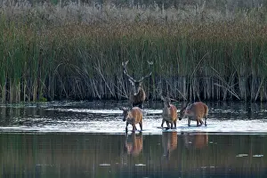 Hart: Red Deer