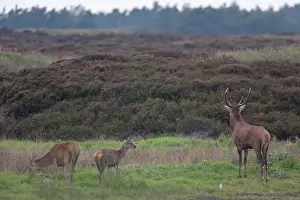 Hart: Red Deer