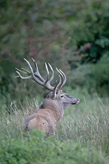 Hart: Red Deer