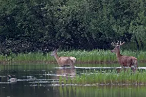 Pelage: Red Deer