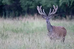 Hart: Red Deer