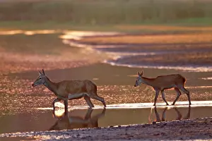 Artiodactyl: Red Deer