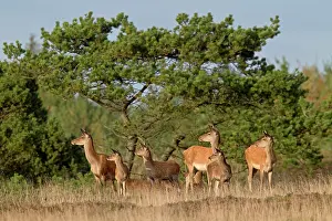 Heating: Red Deer