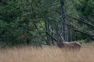 Heating: Red Deer