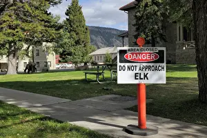 Mammoth: Red Deer