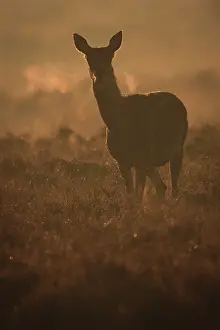 Calluna: Red Deer
