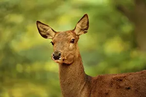 Frontview: Red Deer