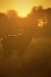 Parkland: Red Deer