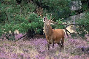 Hoge: Red Deer