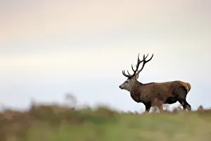 Bradgate: Red Deer